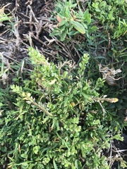 Lepidium strictum