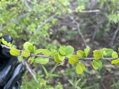 Erythroxylum brevipes