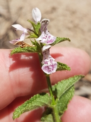 Stachys bolusii