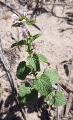 Stachys bolusii
