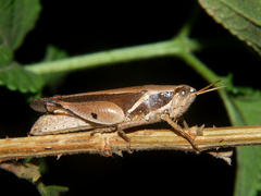 Phaeocatantops solitarius