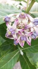 Calotropis gigantea