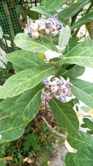 Calotropis gigantea