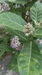 Calotropis gigantea