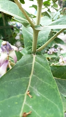 Calotropis gigantea