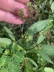 Mitreola