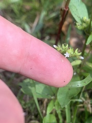 Mitreola