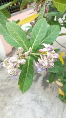 Calotropis gigantea