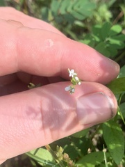 Mitreola