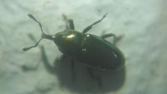 Baridina