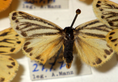 Setina