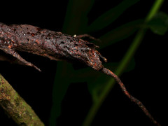 Tetragona ziegleri