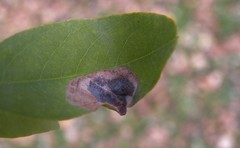 Macrosaccus robiniella