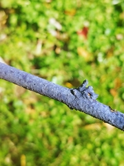 Terana