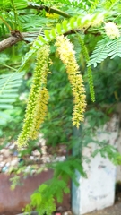 Prosopis juliflora