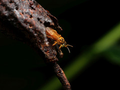 Tetragona ziegleri