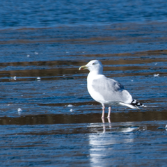 Larus argentatus