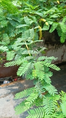 Prosopis juliflora