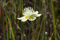 Platystemon californicus