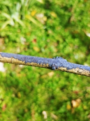 Terana
