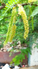 Prosopis juliflora