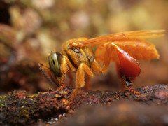 Tetragona ziegleri