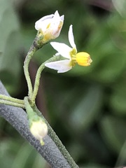Solanum
