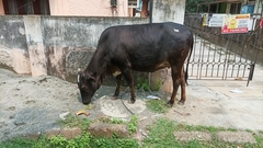 Bos taurus