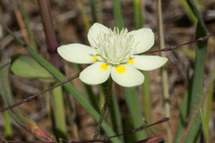 Platystemon californicus
