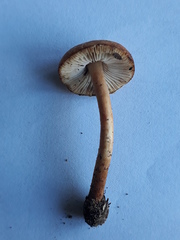 Lepiota grangei