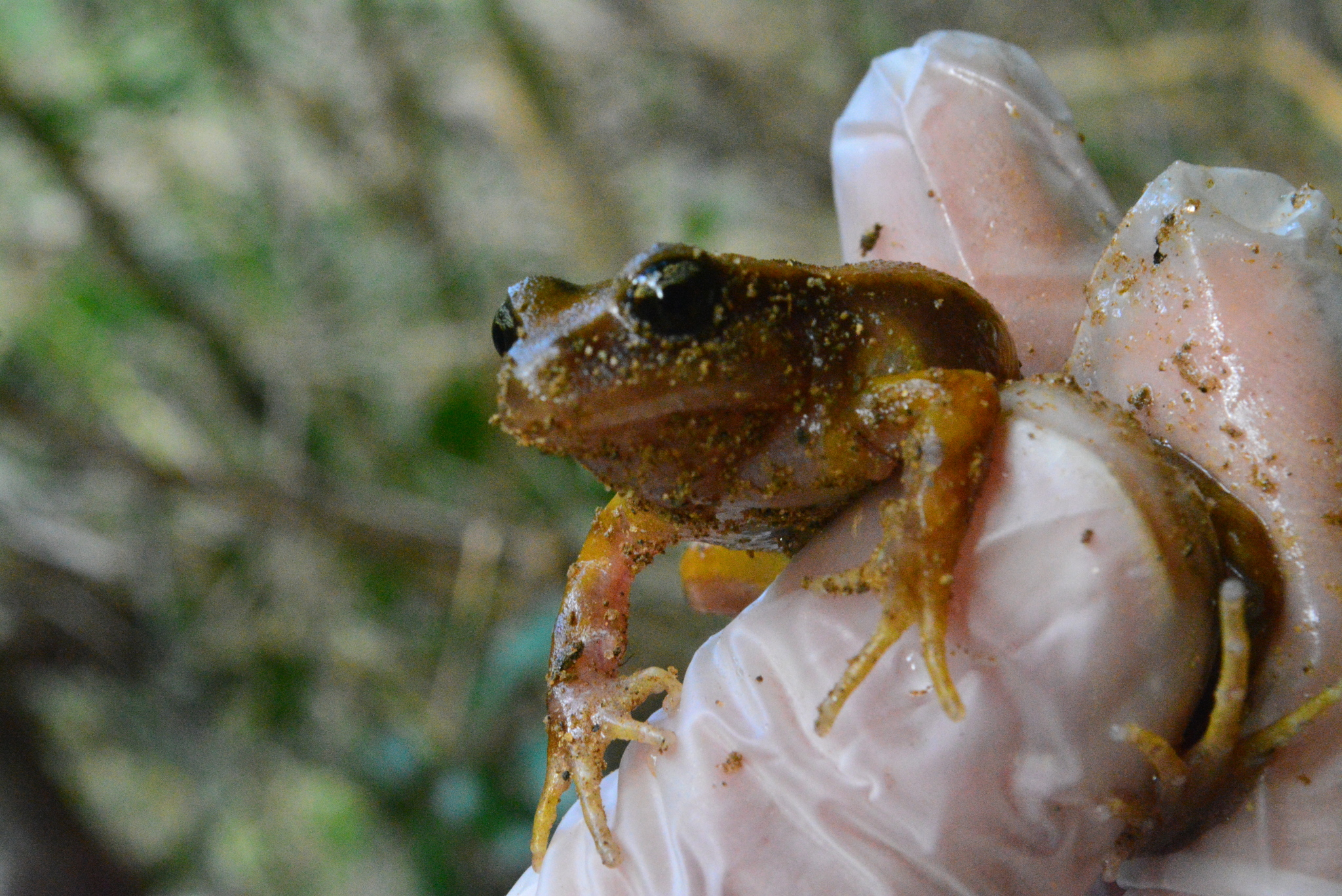 Eupsophus altor Nuñez, Rabanal & Formas, 2012