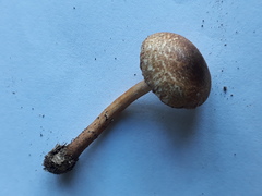 Lepiota grangei