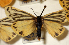 Setina