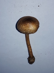 Lepiota grangei