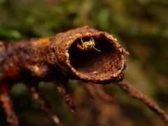 Tetragona ziegleri