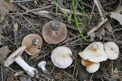 Cortinarius lucorum