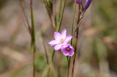 Ixia micrandra