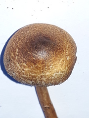 Lepiota grangei