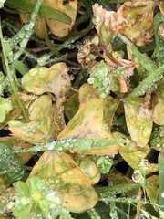 Puccinia oxalidis