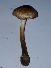 Lepiota grangei