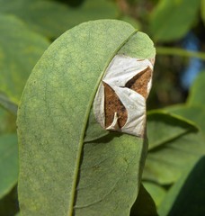 Macrosaccus robiniella