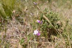 Ixia micrandra