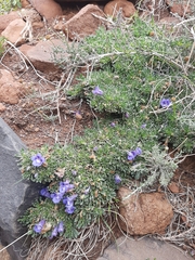 Aptosimum procumbens