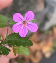 Geranium robertianum