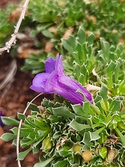 Aptosimum procumbens