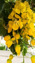 Cassia fistula