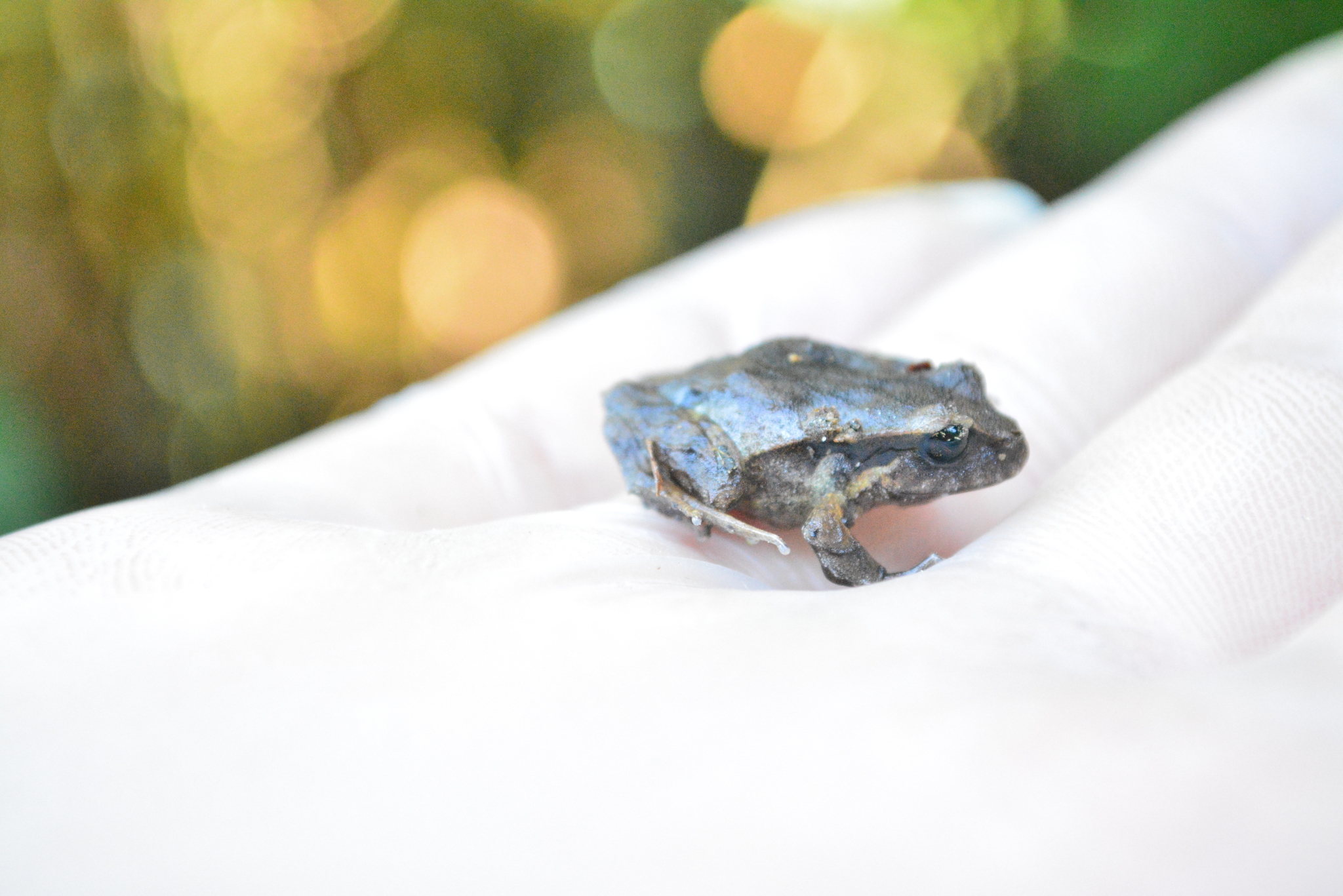 Eupsophus altor Nuñez, Rabanal & Formas, 2012