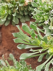 Aptosimum procumbens