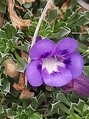 Aptosimum procumbens