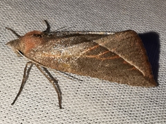 Compsoptera opacaria